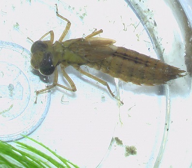 トビイロヤンマのヤゴ とんぼ道