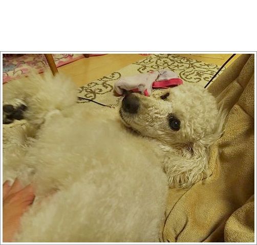 手ぐしだけで取れる毛玉の量にビックリ!_b0111376_15102022.jpg