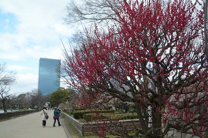 大阪城公園　梅園_c0229483_18413391.jpg