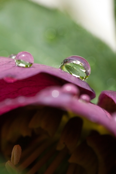 庭の花から、、、しずく_e0305388_12442465.jpg