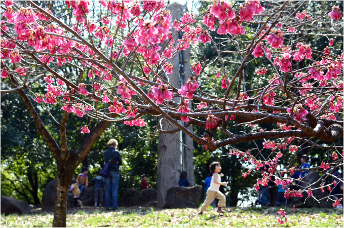 寒緋桜の元で_d0024291_20594169.jpg