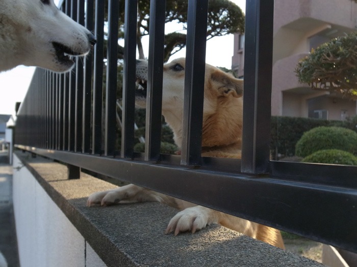 はなちゃんの日常 (*^_^*)_c0049299_22491216.jpg