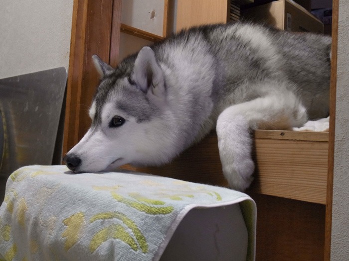 はなちゃんの日常 (*^_^*)_c0049299_22495897.jpg