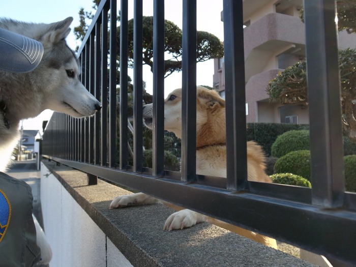 はなちゃんの日常 (*^_^*)_c0049299_2249894.jpg