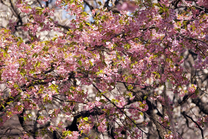 新宿御苑の春の花3_a0263109_13233044.jpg