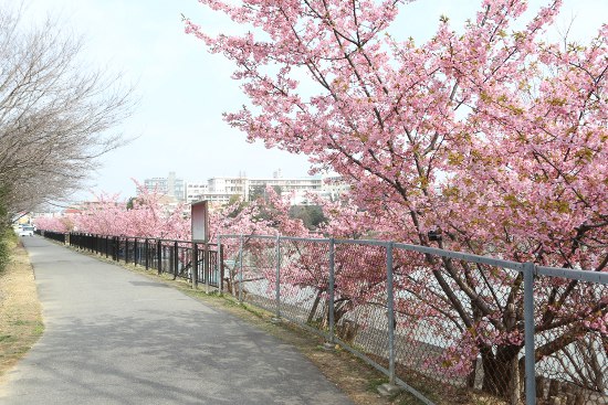 二ツ池公園　河津桜_a0105011_20582182.jpg