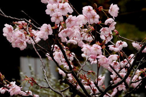 2015の桜2　知恩寺のフジサクラ_e0048413_20385652.jpg