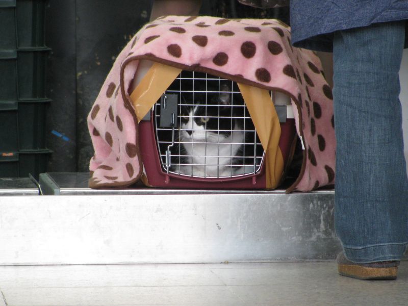 Flying Cat_e0101819_1548253.jpg