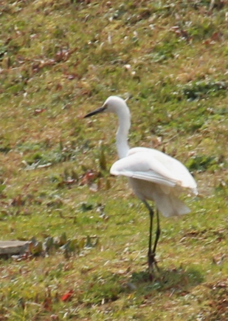 野鳥がみえたぁ～　(*^ ・^)ノ⌒☆_e0182222_1625263.jpg