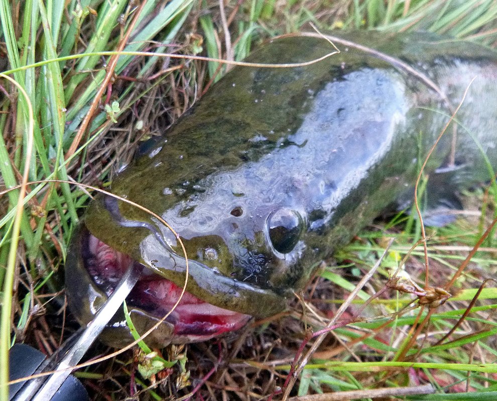 そろそろ釣りシーズンイン ナマズ ライギョ編 Rain Or Shine 降っても晴れても そろそろ釣りシーズンイン ナマズ ライギョ編 Rain Or Shine 降っても晴れても
