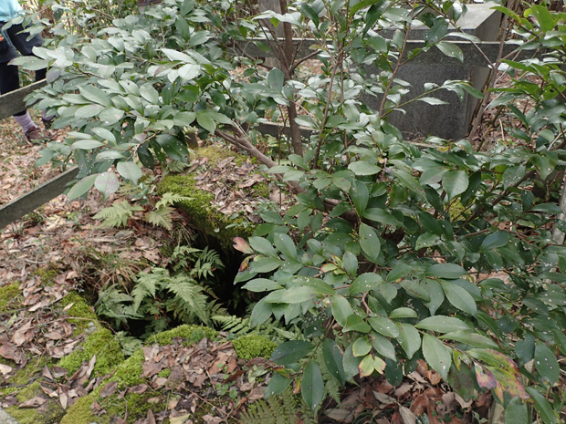 f0214649_5272950.jpg