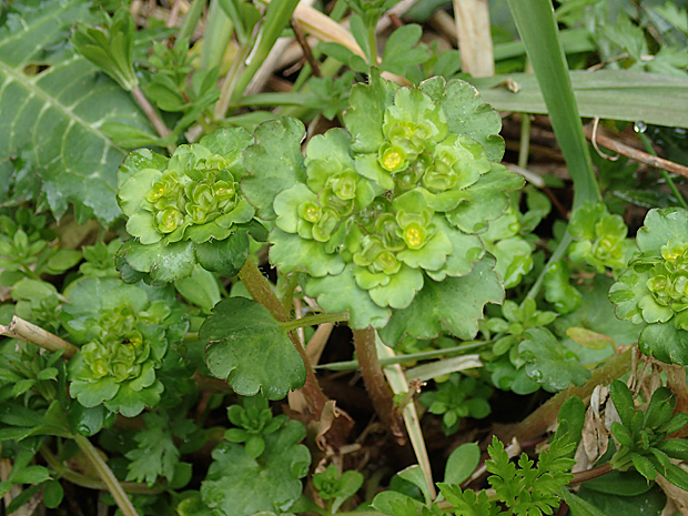 f0214649_5435566.jpg
