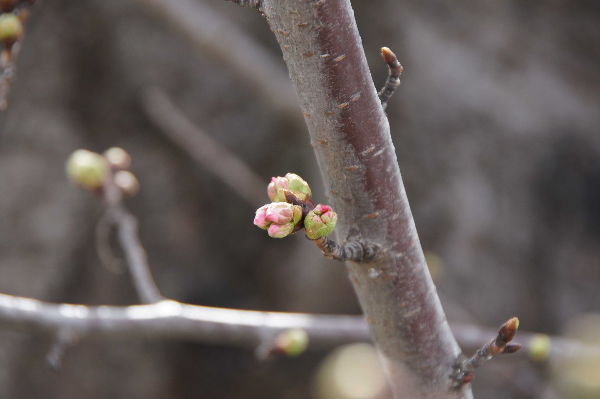 桜のつぼみと大阪城 新しく 暮らし英語楽しみながら