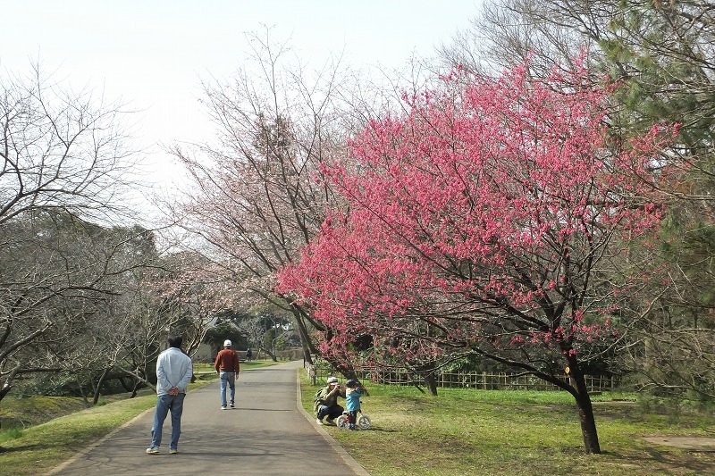 河津桜、満開に・・、春本番！_b0236251_14255477.jpg