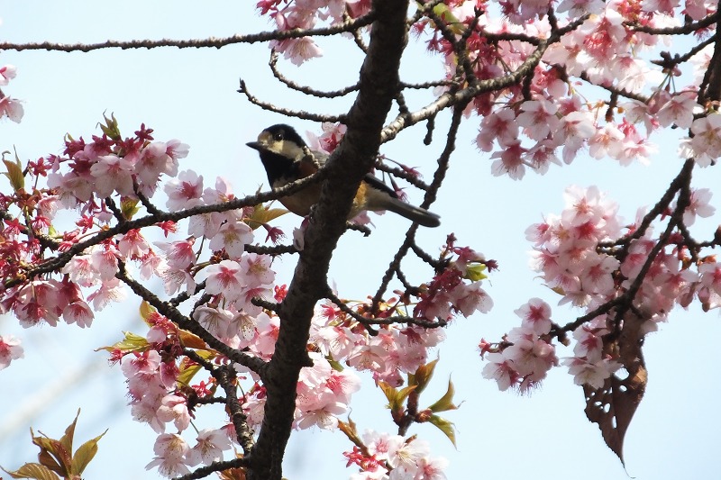 河津桜、満開に・・、春本番！_b0236251_1433683.jpg