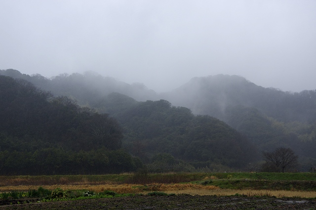 春雨_c0238352_18514276.jpg