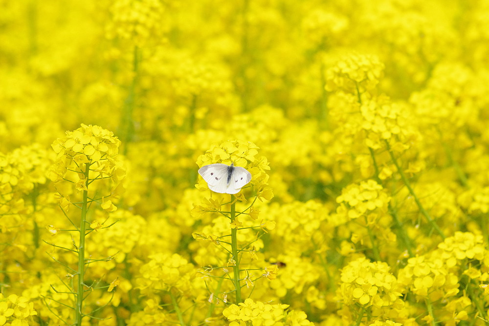 ２０１５．３．１８　横浜・戸塚区　モンシロチョウ　　　２０１５．３．２０ （記）_a0181059_15342492.jpg