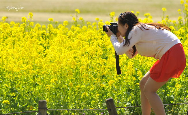 『 浜離宮 菜の花見頃 2015 』_d0251161_09374144.jpg