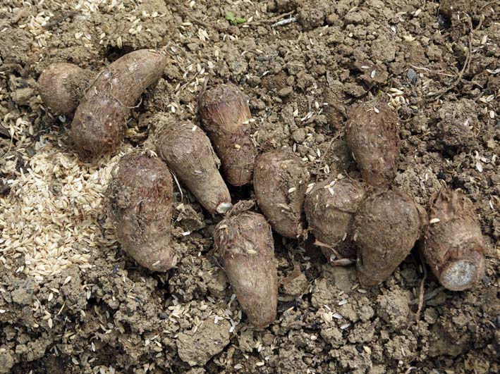 保存したサトイモ、種芋に使用可能だったのは２割：３・１８_c0014967_17534717.jpg