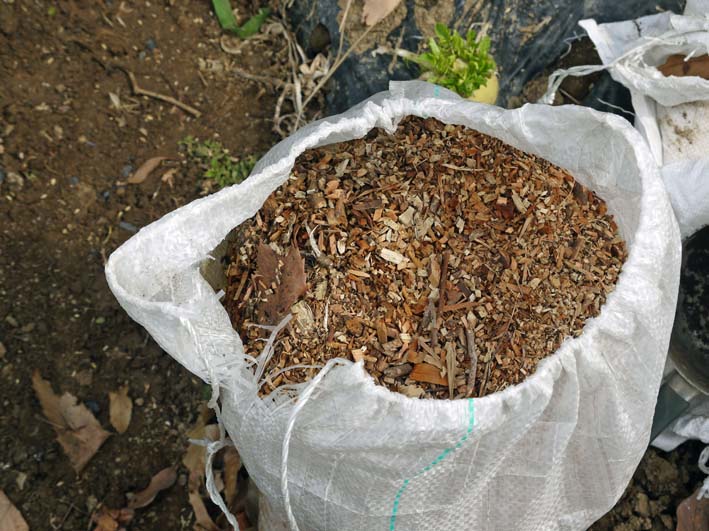 保存したサトイモ、種芋に使用可能だったのは２割：３・１８_c0014967_17561050.jpg