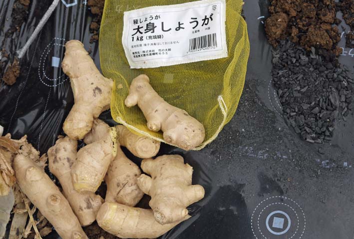 保存したサトイモ、種芋に使用可能だったのは２割：３・１８_c0014967_1810620.jpg
