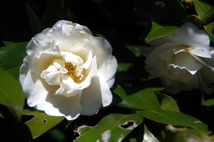 神代植物公園　　３/４_d0031171_8162828.jpg