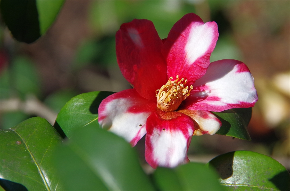 神代植物公園　　３/４_d0031171_8313222.jpg