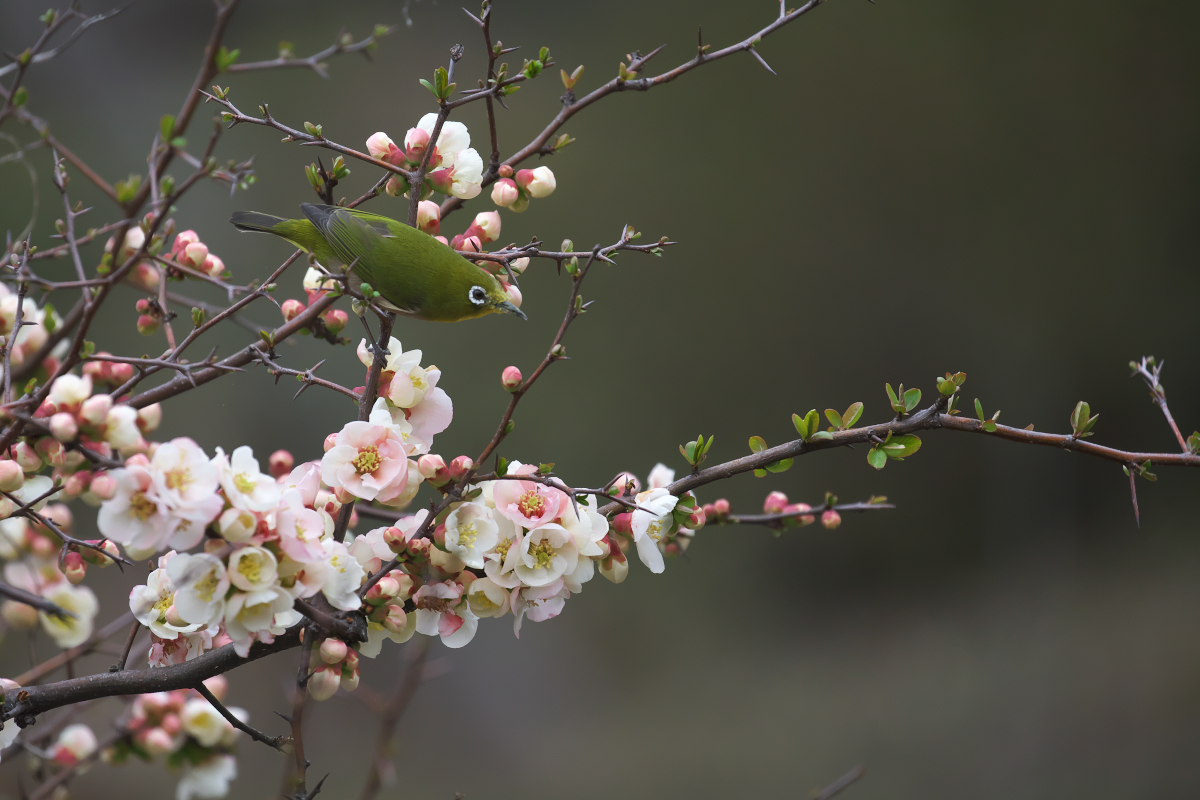 向島百花園　ボケ（木瓜）他_a0083081_1631297.jpg