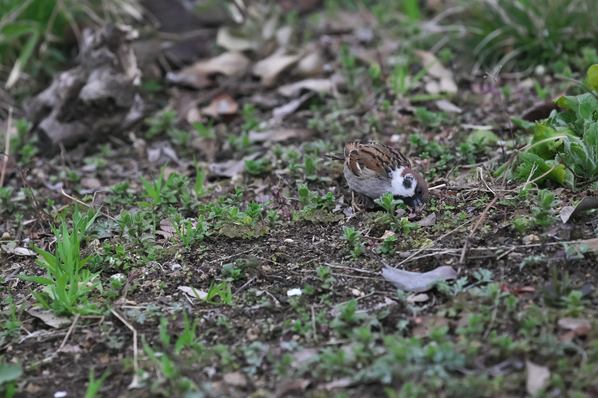 向島百花園　ボケ（木瓜）他_a0083081_16313371.jpg