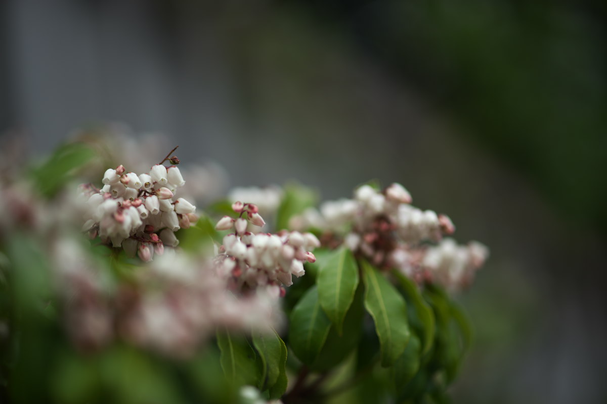 向島百花園　ボケ（木瓜）他_a0083081_16324126.jpg