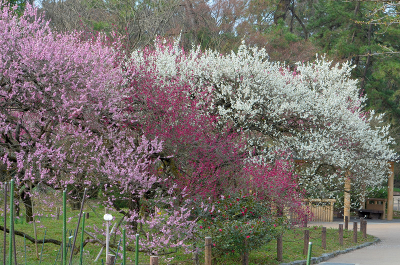 京都植物園、春の花　　2015.03.19_b0154084_8362411.jpg