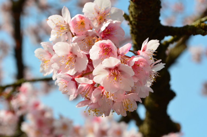 京都植物園、春の花　　2015.03.19_b0154084_837010.jpg