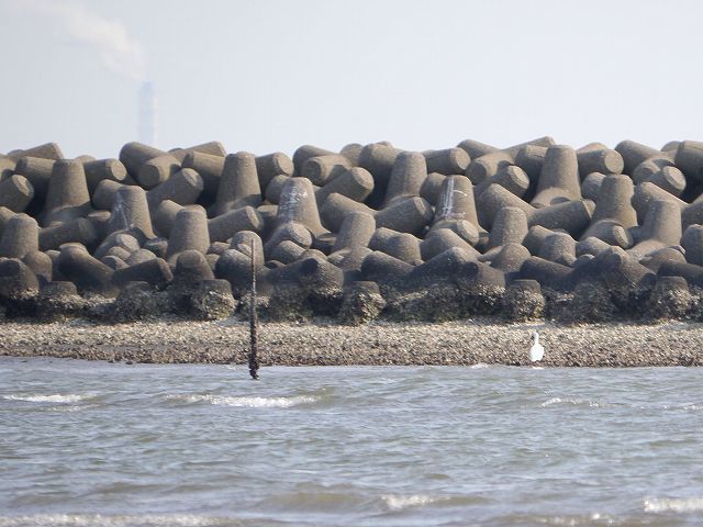 海浜公園の西なぎさで再会　クロツラヘラサギ_d0088184_20532235.jpg