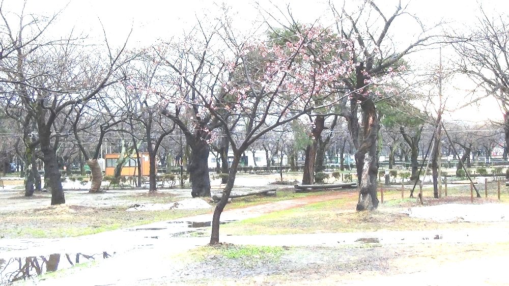 高田城址公園の桜の様子ー動画！_e0065084_21123271.jpg