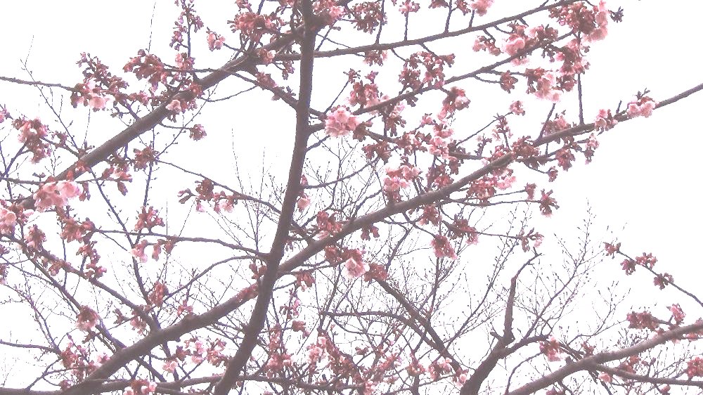 高田城址公園の桜の様子ー動画！_e0065084_21124882.jpg