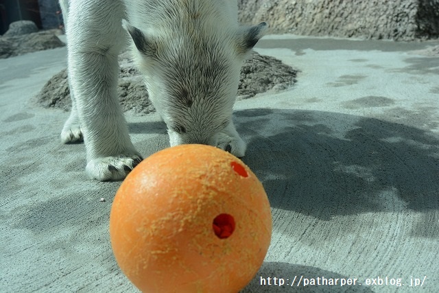 ２０１５年２月　とくしま動物園　その３　ポロロと洗面器_a0052986_7261131.jpg