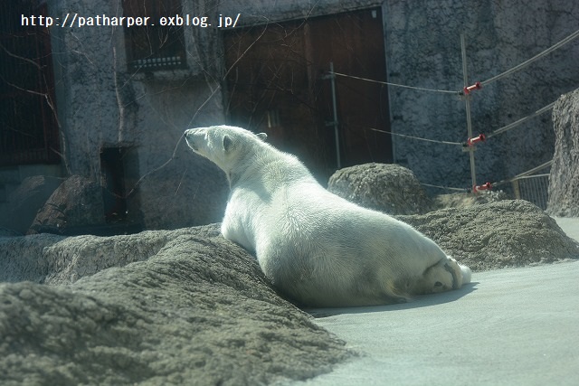 ２０１５年２月　とくしま動物園　その３　ポロロと洗面器_a0052986_731484.jpg