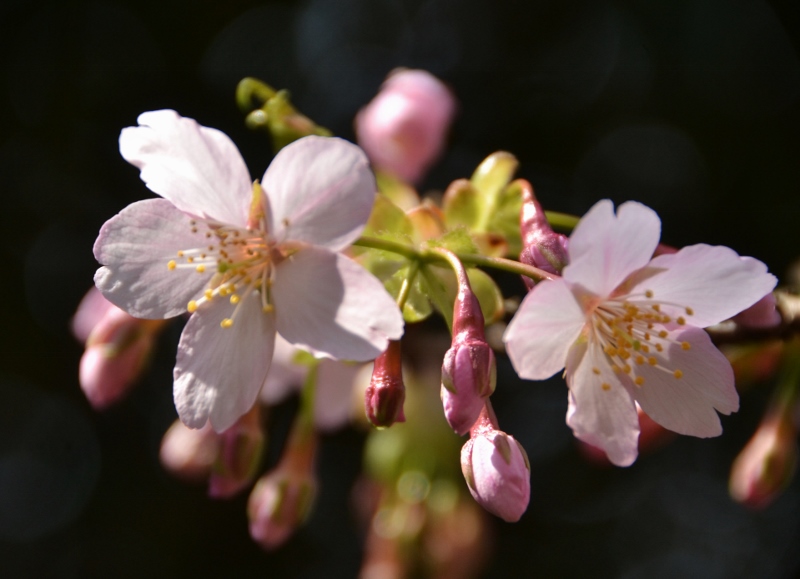 玉縄桜が満開です　♪_a0053796_10434053.jpg