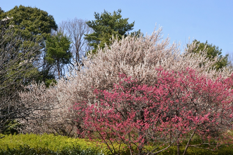 玉縄桜が満開です　♪_a0053796_10454364.jpg