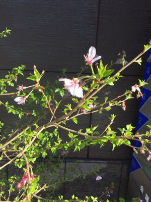 春近し_c0170233_17431488.jpg