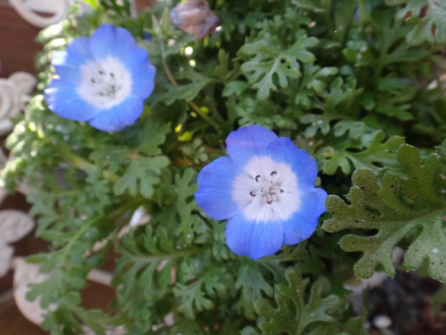 ドッグカフェとお花とシェルティ小物_e0195743_22410.jpg