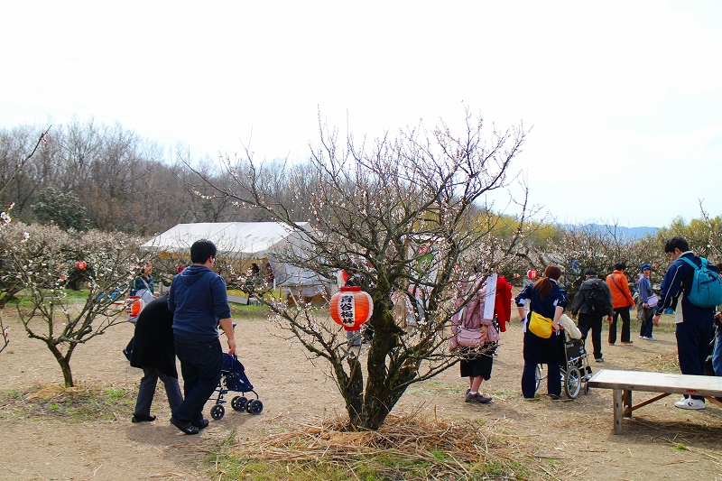 京都府城陽市にある歴史ある【青谷梅林】20150318_e0237645_1625986.jpg