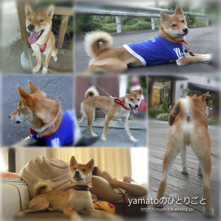 只今、1才の\"柴犬日記\"編集中_a0286855_10394821.jpg