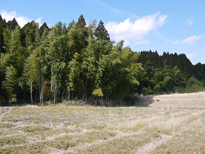 ダリアの分球作業(発芽球根を匠の目で見極める)_a0254656_16572657.jpg