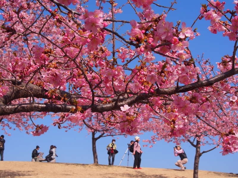 河津桜と水芭蕉ぶらぶら散歩　（　2015.03.17　）_b0335256_22574364.jpg