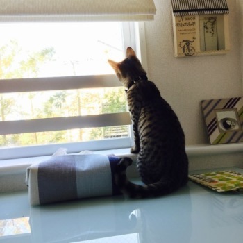 猫のコルくん_e0040957_20491146.jpg