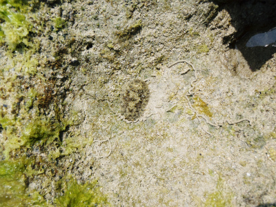 c0180460_1742134.jpg
