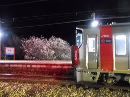 ホームの桜、一部満開_e0175370_8472023.jpg