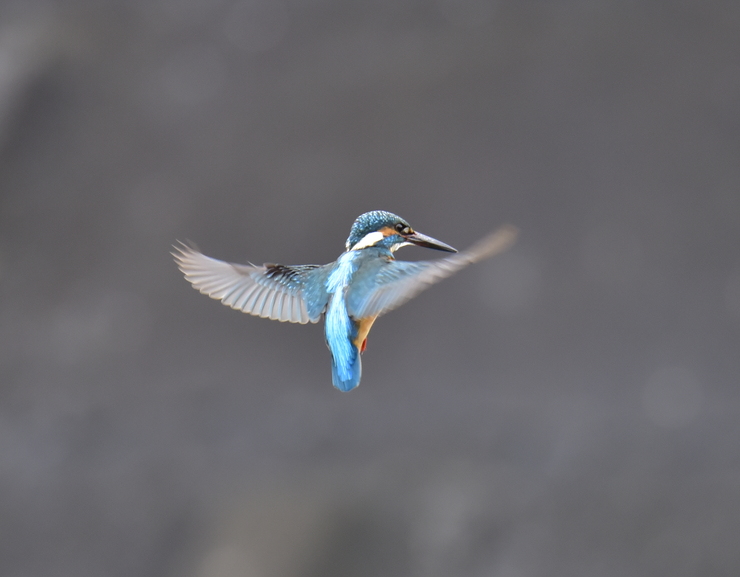 2015年3月 カワセミ_c0176183_11255445.jpg