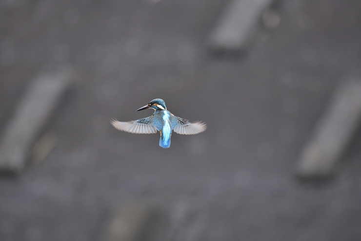 2015年3月 カワセミ_c0176183_16534829.jpg
